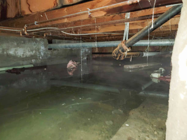 Best Water damage cleanup near me  in Alta, IA